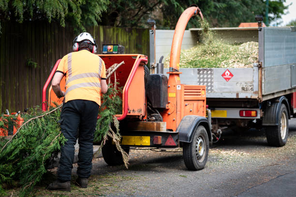 The Steps Involved in Our Tree Care Process in Casa Loma, CA